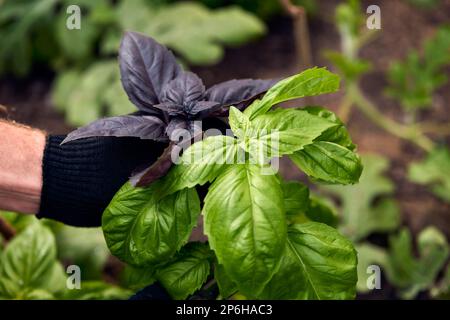 Un uomo europeo di mezza età con una barba in un cappello in una serra controlla il basilico verde e viola per la maturazione, la coltivazione di verdi e verdure nel suo Foto Stock
