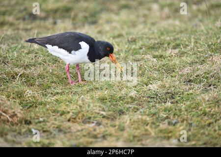 Oystercatcher (Haematopus ostralegus) foraging in pascoli umidi all'inizio della primavera Foto Stock