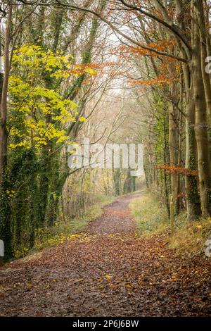 Il percorso attraverso la foresta Foto Stock