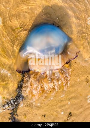 Primo piano di una medusa lavata a riva, di una grossa specie, di una spiaggia di sint-annaland, Paesi Bassi Foto Stock