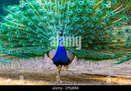 Blue indian Peafowl camminando verso la macchina fotografica mostrando le sue piume, specie di uccelli tropicali dall'India Foto Stock