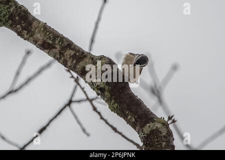 nuthatch rosso breasted sul ramo dell'albero. Foto Stock