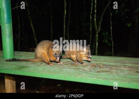 Due possum di Brushtail comune (Trichosurus vulpecula) che mangiano in una stazione di alimentazione di notte nella foresta pluviale, Atherton Tablelands, far North Queens Foto Stock