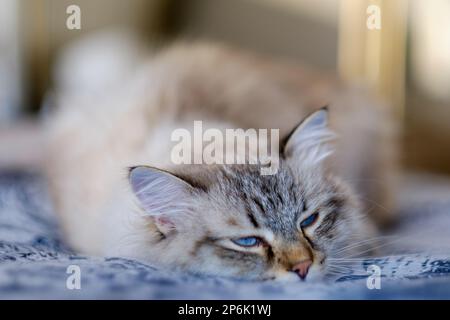 Gatto sonnolento della razza Siberiana Foto Stock