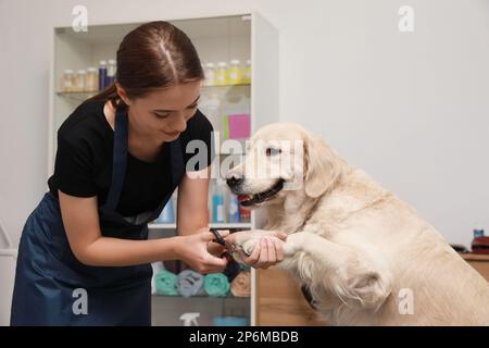 Pettinatrice professionale artigli di taglio di cane carino con regolacapelli in salone di bellezza per animali domestici Foto Stock