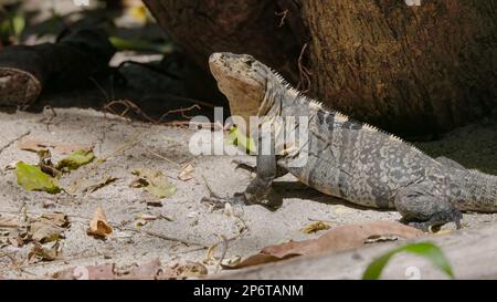 una iguana nera, appoggiata a terra, girando la testa Foto Stock