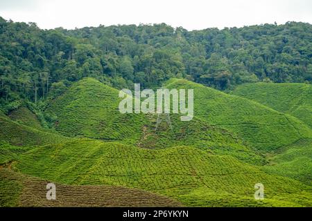 Paesaggio piantagione di tè in Cameron Highlands. Linea di alimentazione ad alta tensione torre di trasmissione elettrica sul verde giardino di montagna gamma. Elettricità pil Foto Stock