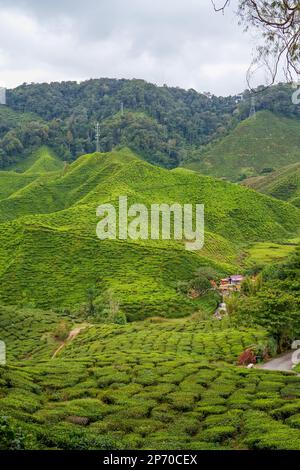 Campi di piantagioni di tè su Cameron Highland, Pahang, Malesia. Giardino del tè verde e paesaggio della casa. Catena montuosa e cascata Foto Stock