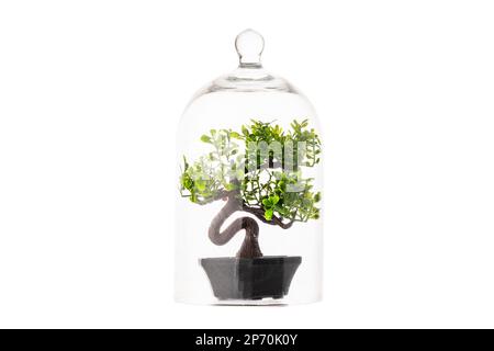 Bonsai Baobab albero verde in miniatura in vaso sotto cupola di vetro Foto Stock