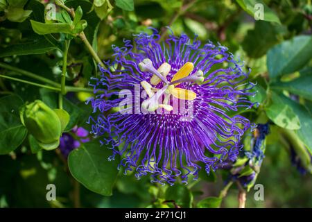 Primo piano di un fiore della Passione Viola, incarnata Passiflora o Maypop. Il fiore della passione è un vitigno erbaceo che produce frutto della passione. Foto Stock