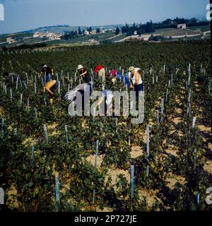 Archivi 60ies: Vendemmia nella regione Beaujolais, Rodano, Francia, 1968 Foto Stock