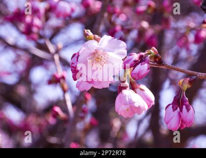 Fiore dei ciliegi del Branch Brook Park. La collezione di alberi di ciliegio del parco è la più grande degli Stati Uniti. Foto Stock