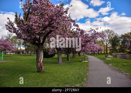 Fiore dei ciliegi del Branch Brook Park. La collezione di alberi di ciliegio del parco è la più grande degli Stati Uniti. Foto Stock