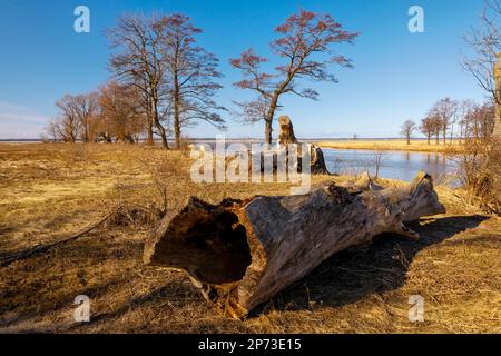 La foce del fiume Pasłęka alla Laguna di Vistola, tronco salice, Polonia Foto Stock