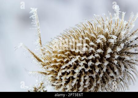 Teasel selvatico Dipsacus fullonum, coperto da una brina autunnale. Mattina gelida in inverno, tempo gelido. Foto Stock