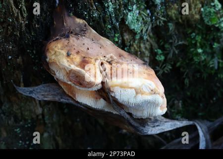 Fistulina hepatica, conosciuta come fungo beefsteak, poliporo beefsteak, lingua bue, o fungo lingua, polipore selvatico dalla Finlandia Foto Stock