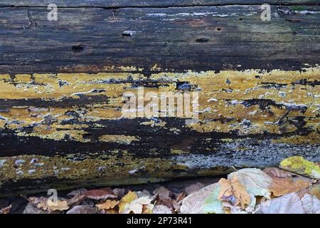 Crustoderma dryinum, un fungo della crosta finlandese, nessun nome comune inglese Foto Stock