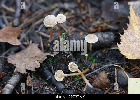 Tubaria conspersa, comunemente noto come il twiglet feltrato, fungo selvatico dalla Finlandia Foto Stock