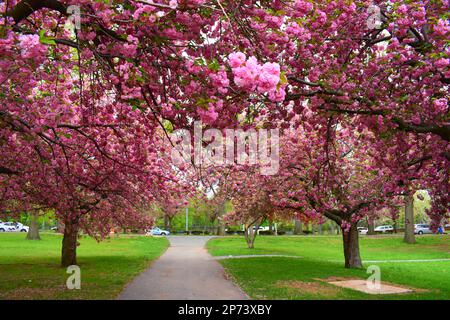 Il terzo Ward Park Cherry fiorisce nel Passaic New Jersey durante la primavera Foto Stock