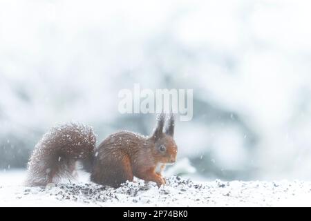 scoiattolo europeo marrone siede nella neve e nibble sui semi di girasole Foto Stock