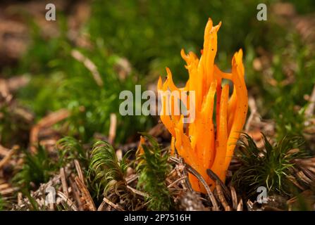 Funghi aranciati Calocera vistsosa circondata da muschio, fondo forestale Foto Stock
