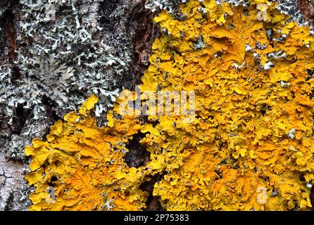 Xantoria parietina. Lichene arancione su un tronco d'albero Foto Stock