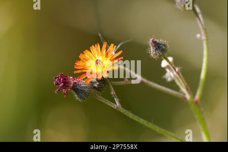 Fiore del falco rosso-arancio. Primo piano dell'impianto di fioritura. Hieracium. Foto Stock