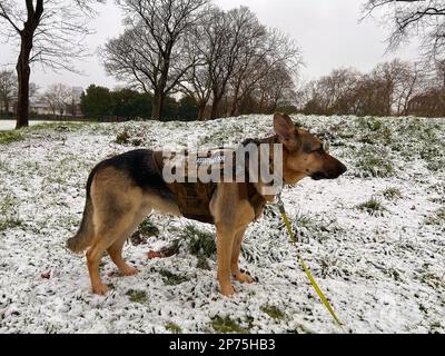 Londra, Regno Unito. 08th Mar, 2023. PJ un pastore tedesco, addestrato PTSD assistenza cane guarda la caduta di neve a West Ham Park, Londra, E15 Credit: European Sports Photo Agency/Alamy Live News Foto Stock