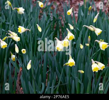 Fiori invernali bianchi e gialli del narciso narciso Regina Mum. Foto Stock