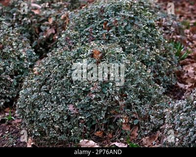 Primo piano del giardino sempreverde arbusto Euonymus smeraldo gaiety con foglie verdi argentate. Foto Stock