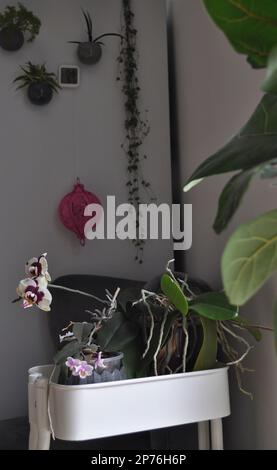 Una collezione di piante da casa esposte in situ all'interno dell'ambiente domestico Foto Stock