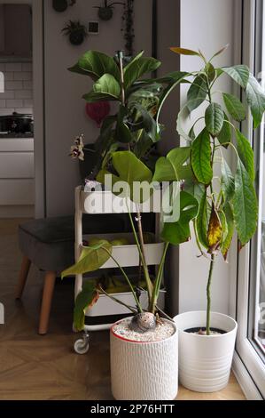 Una collezione di piante da casa esposte in situ all'interno dell'ambiente domestico Foto Stock