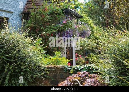 Lobelia trainata (L.erinus) e petunie in cestello sospeso Foto Stock