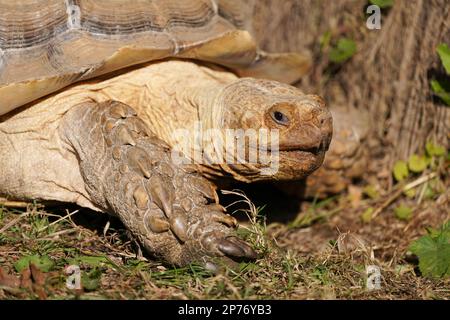 Ritratto di una tartaruga speronata. Primo piano dell'animale. Foto Stock