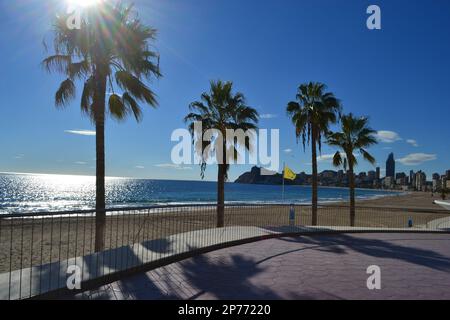 Palme in Spagna, Benidorm Foto Stock