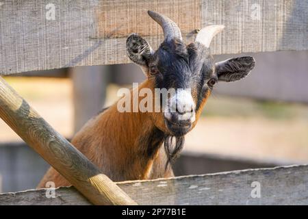 La giovane capra curiosa guarda attraverso la recinzione. Animale con pelliccia marrone e corna. Foto Stock