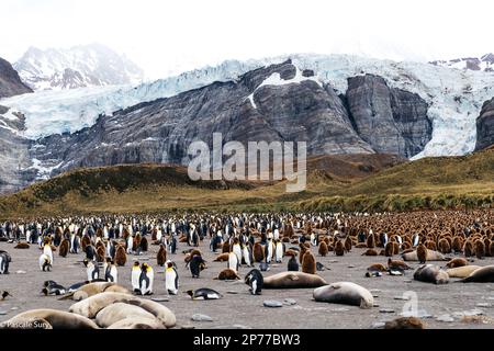 Isole Falkland, Georgia del Sud e penisola antartica Foto Stock