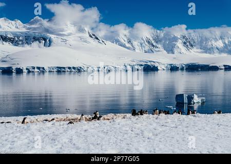 Isole Falkland, Georgia del Sud e penisola antartica Foto Stock