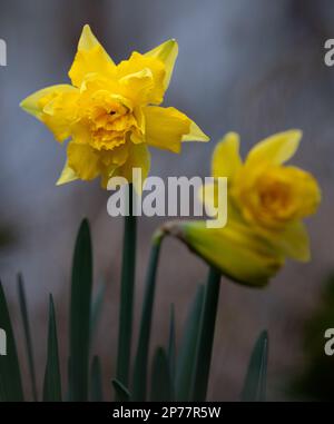 Narcissus pseudonarcissus, daffodil selvatico, giglio di Quaresima su sfondo grigio. Foto Stock