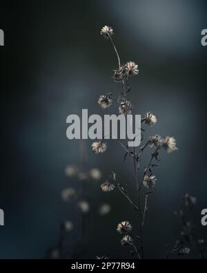 EURYBIA divaricata, Aster divaricatus, fiori comuni di margherita essiccati. Moody, foto d'inverno. Foto Stock