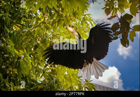 Un grande Hornbill vola sotto un albero nel composto di Saravoan Techo Pagoda a Phnom Penh, Cambogia. Foto Stock