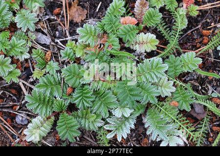 Silverweed, Argentina anserina, chiamato anche Potentilla anserina, rosetta basale di una pianta selvatica che cresce in Finlandia Foto Stock