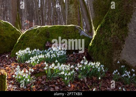 Parco Nazionale di Roztocze, snowdrops, Polonia Foto Stock