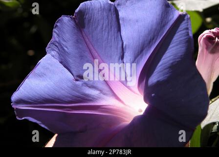 Petunia viola, macro Foto Stock