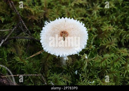 Lepiota clypeolaria, conosciuta come daperling scudo o Lepiota palpito scosceso, fungo selvatico dalla Finlandia Foto Stock