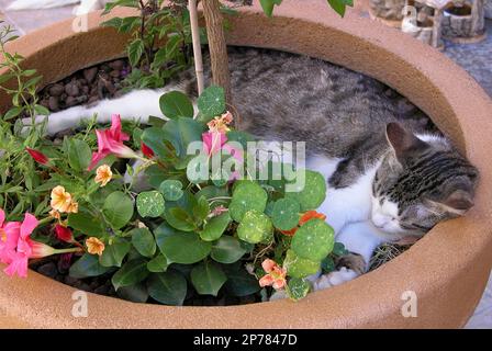 Gatto addormentato in un vaso da fiori Foto Stock