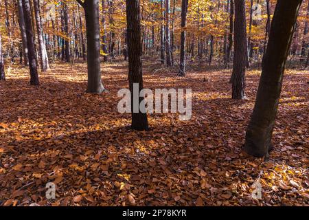 Autunno nella foresta, tronco di albero spesso e foglie a terra. Foto Stock