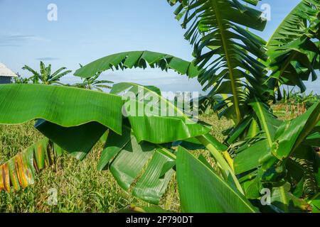 banana albero con foglie verdi fresche Foto Stock