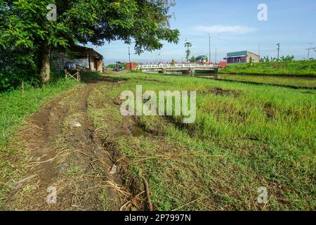 terreno bagnato fangoso e sovrascolato di erba selvatica Foto Stock