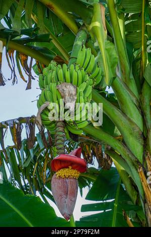 banane verdi immature e cuore di banana ancora appeso all'albero Foto Stock